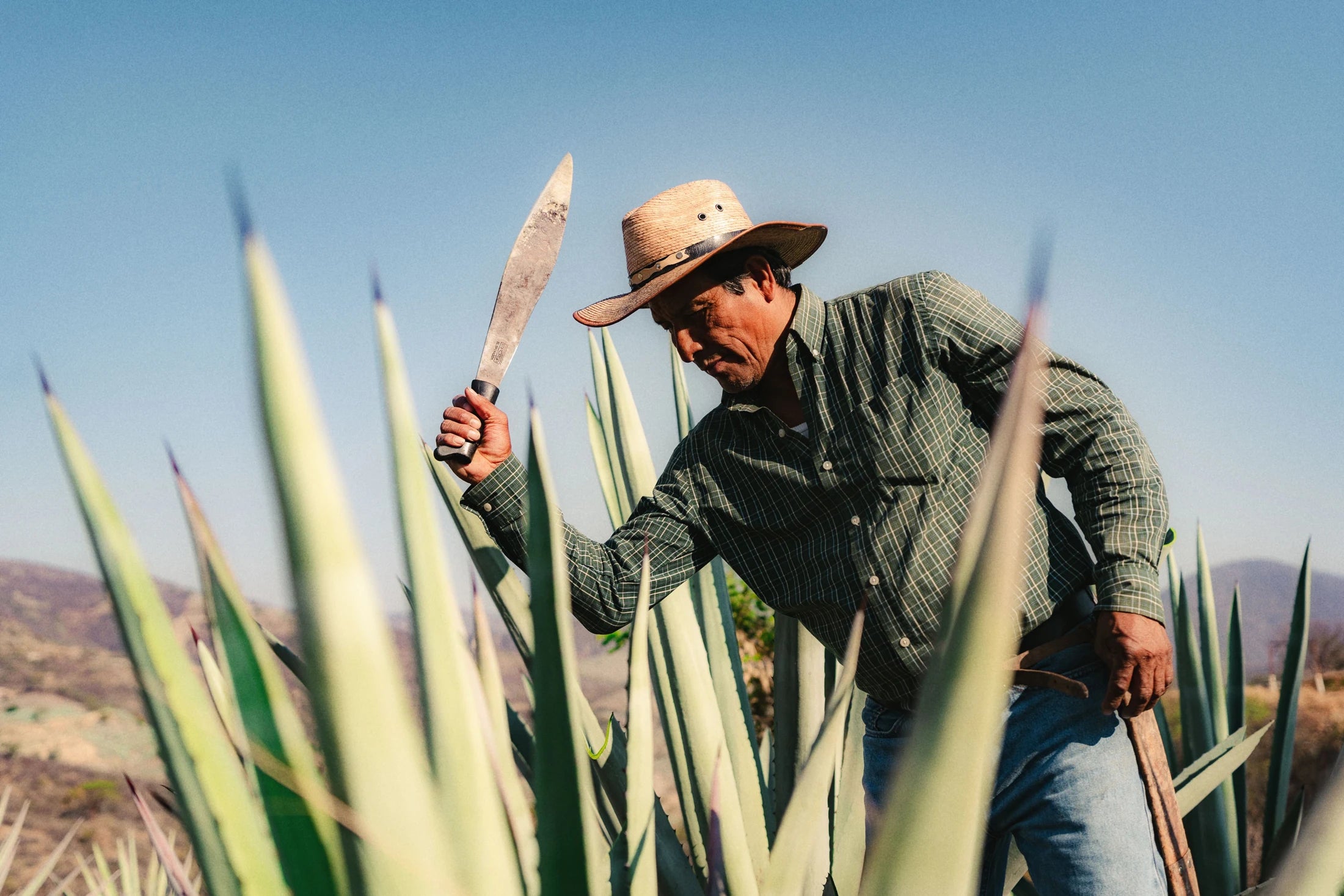 Agave harvesting in San Juan del Río, from the Rogelio and Julio campaign collection